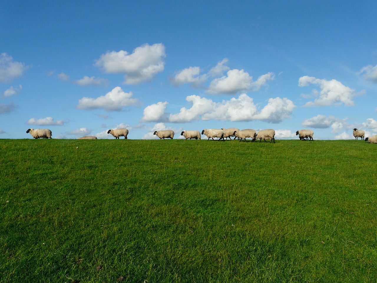 Image - sheep flock of sheep series