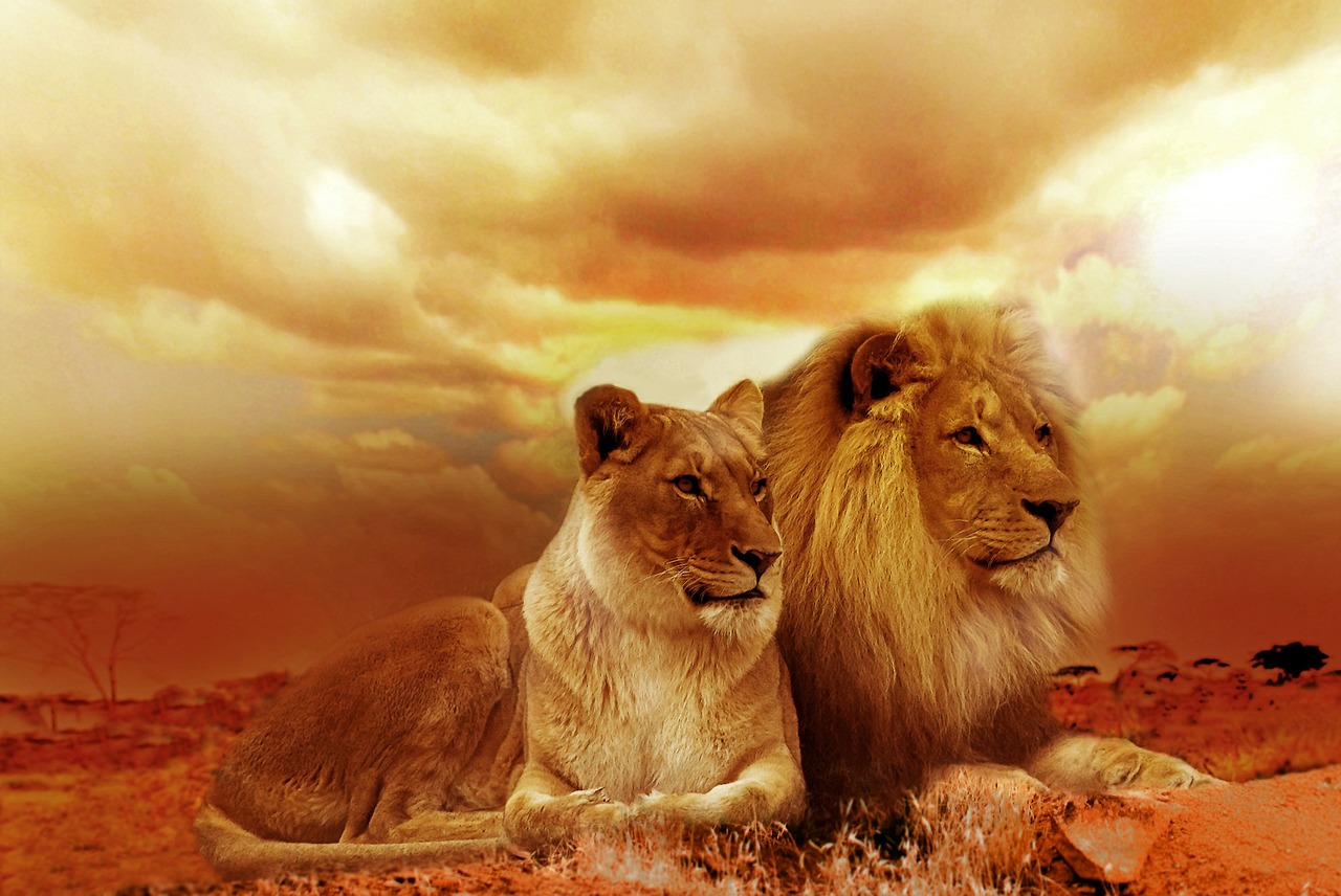 Image - lion safari africa landscape