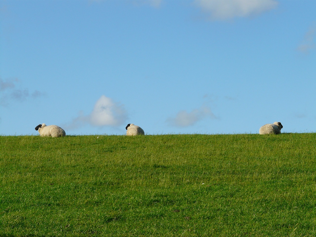 Image - sheep group rest concerns graze