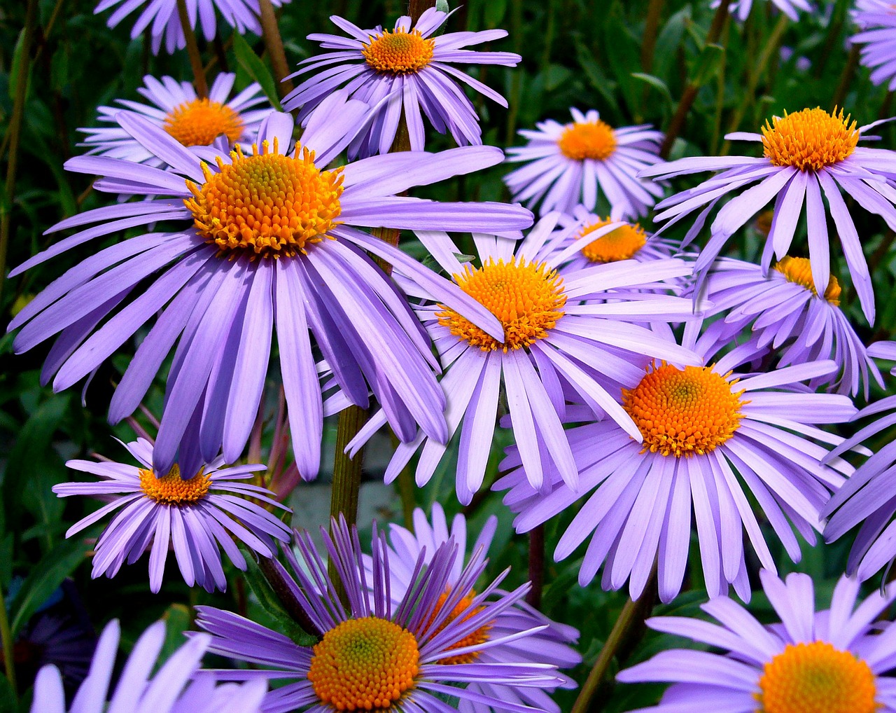 Image - aster tongolensis michelmas daisy