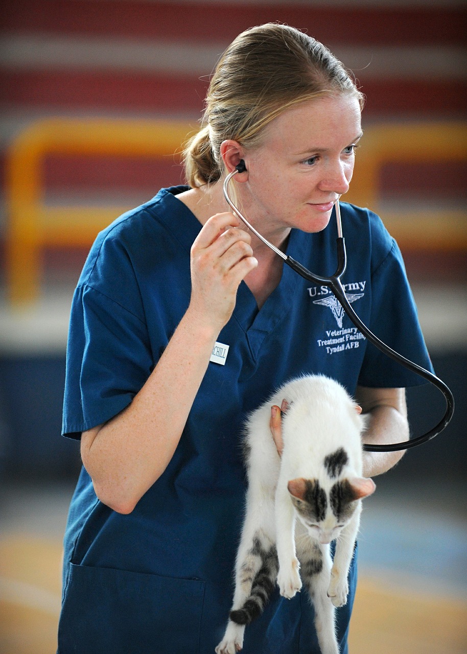 Image - veterinarian kitten feline doctor