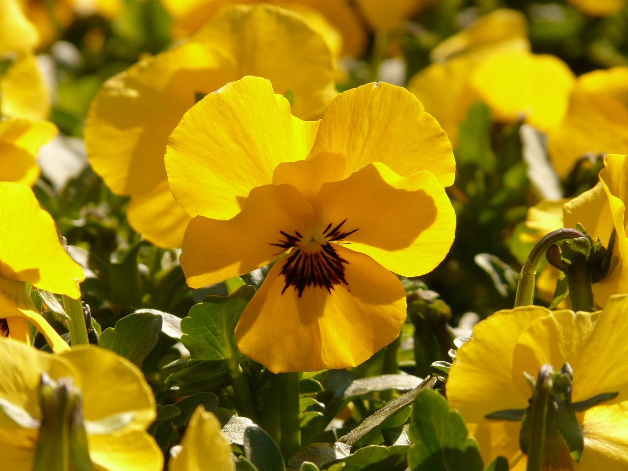 Image - pansy violet yellow flower blossom