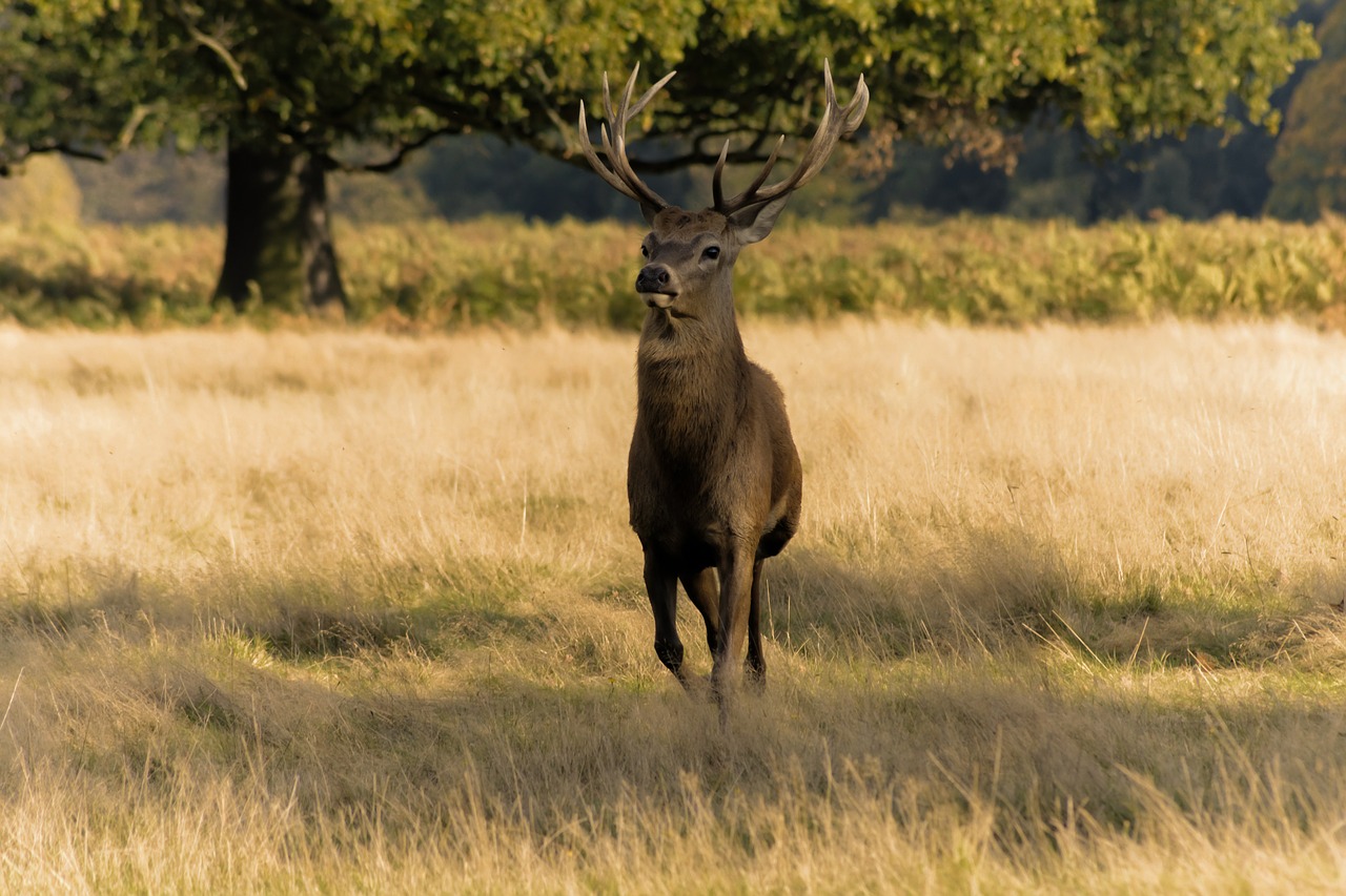 Image - deer antlers stag wildlife animal