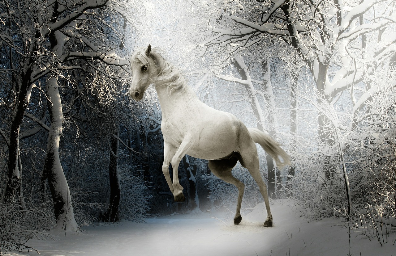 Image - animal horse nature mammal white