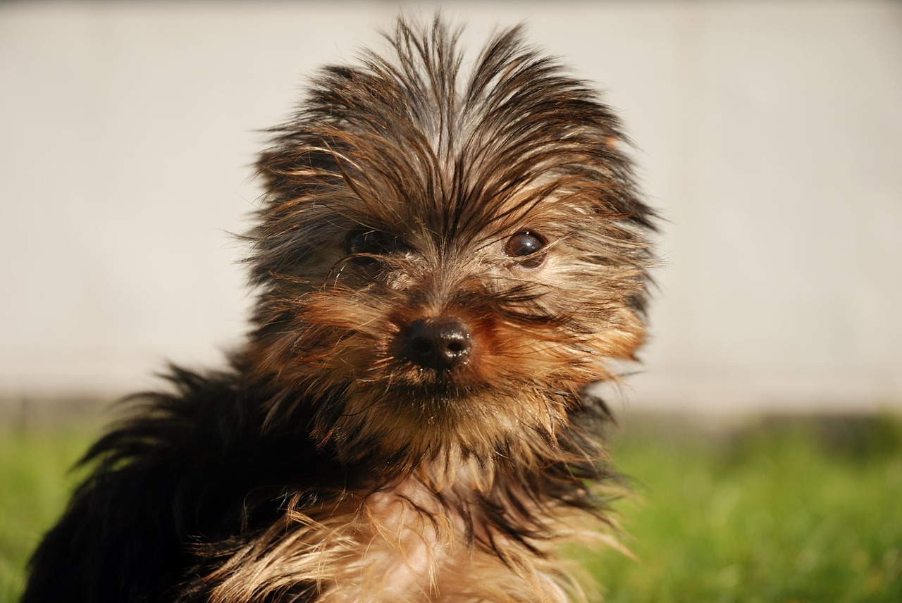 Image - yorkshire terrier dog canine puppy