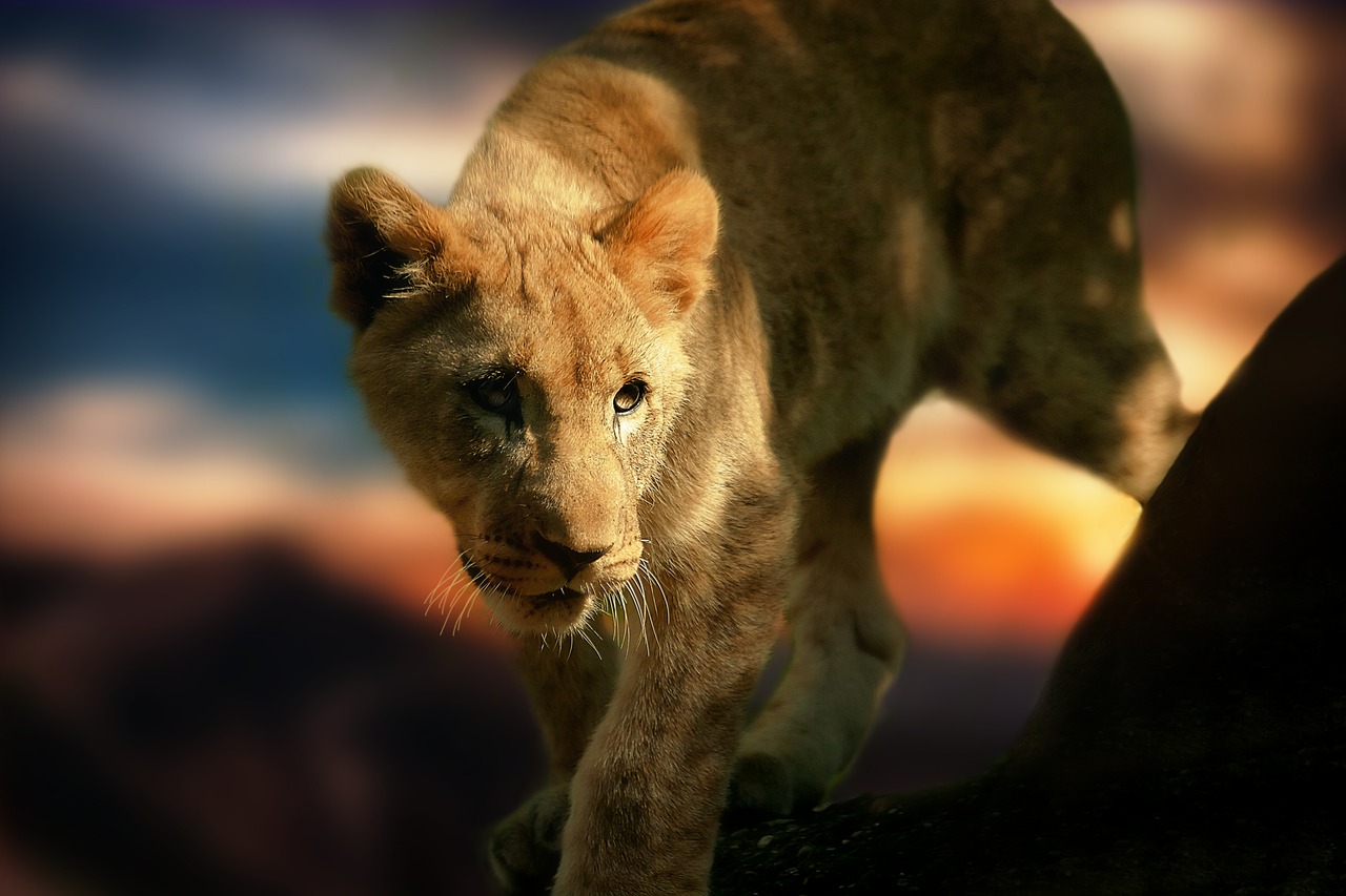 Image - lion cub lion africa animal