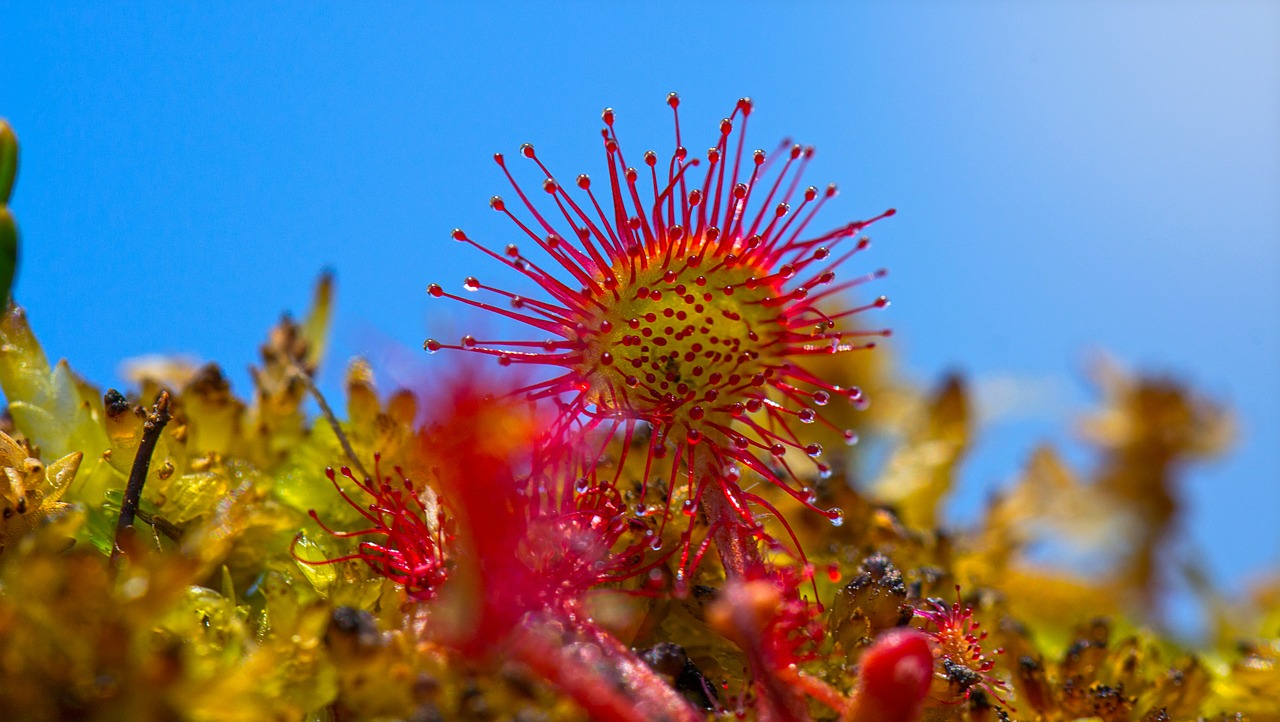 Image - sundew swamp plant