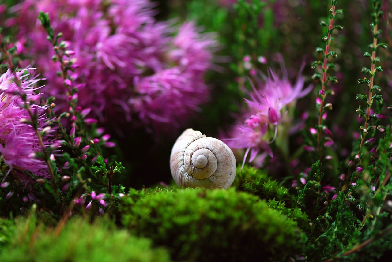 Image - snail shell mollusk close