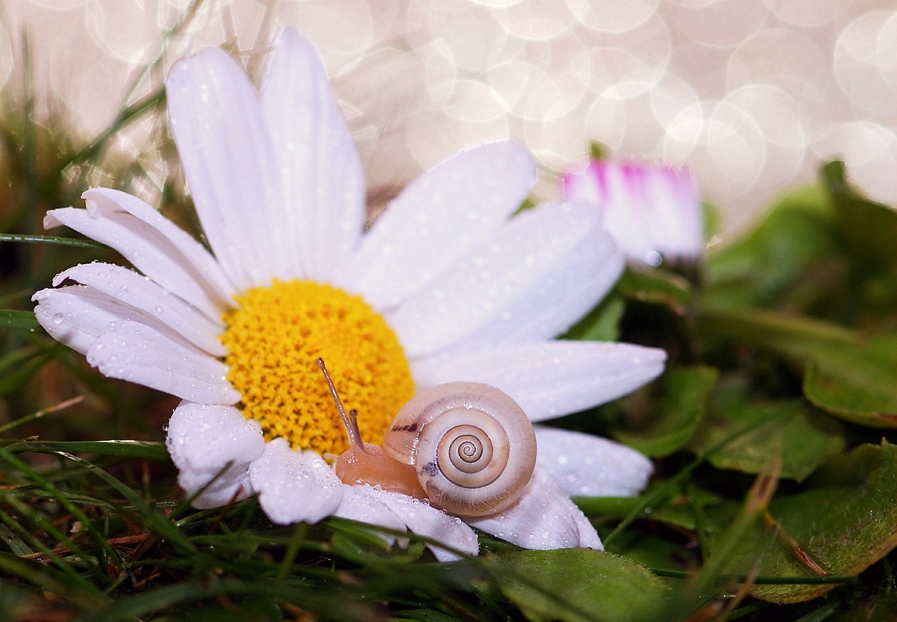Image - snail shell mollusk close