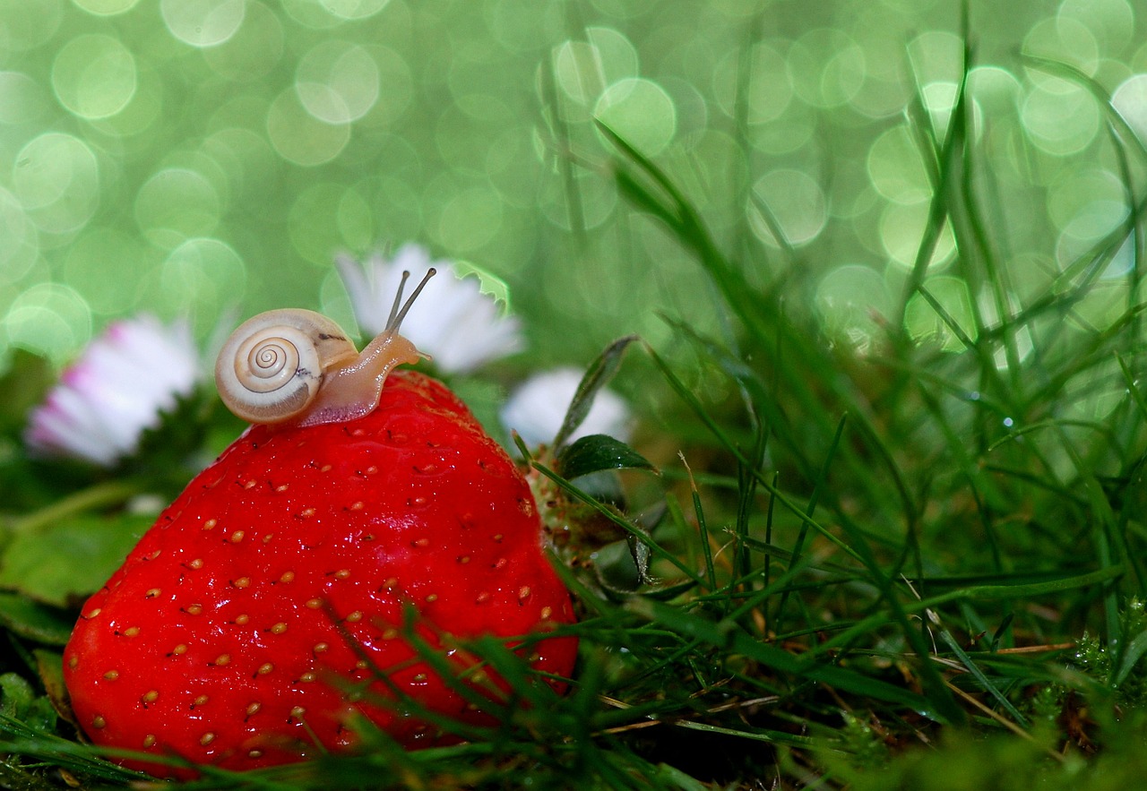 Image - snail shell mollusk close