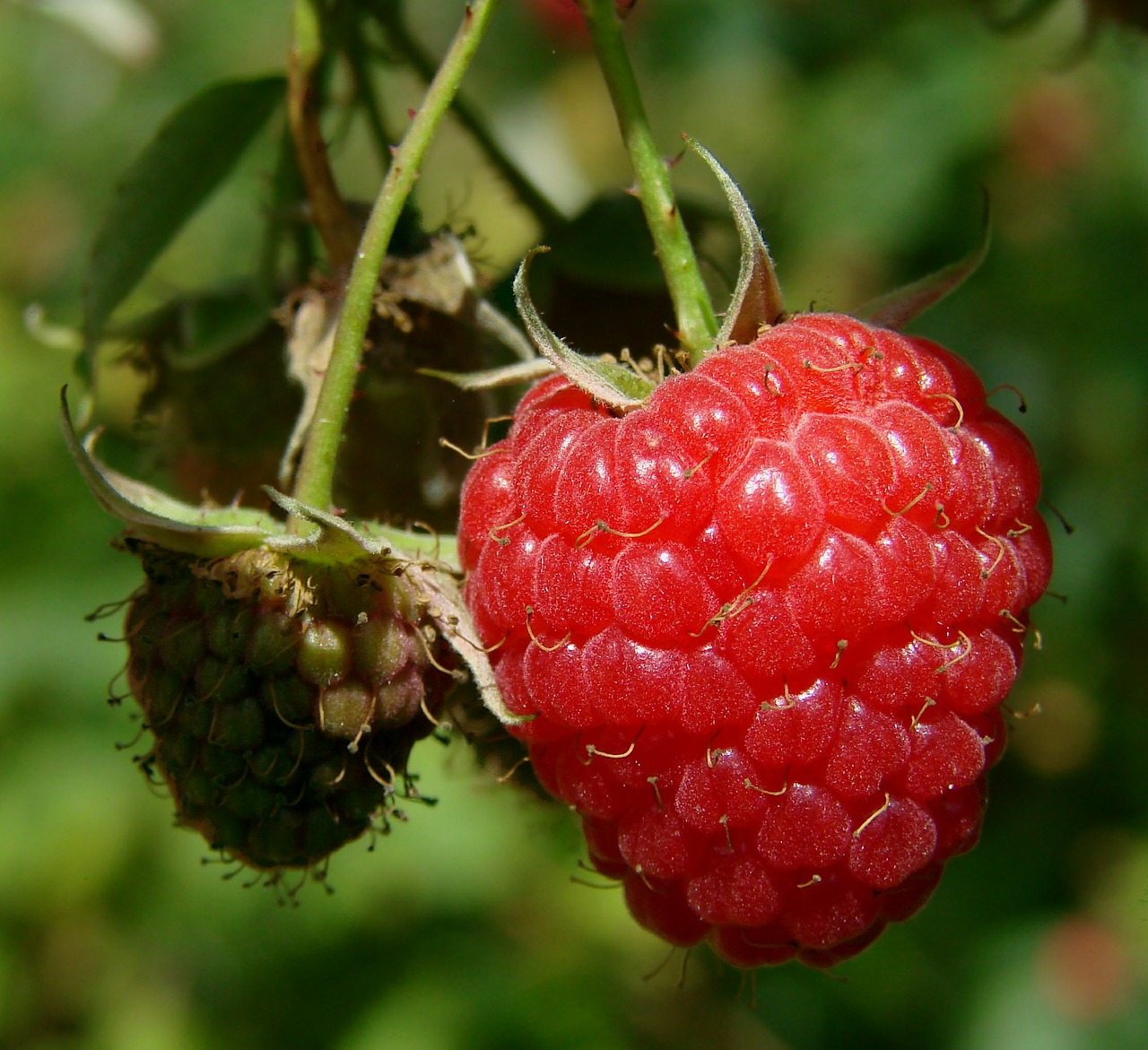 Image - raspberry berry fruit red close up