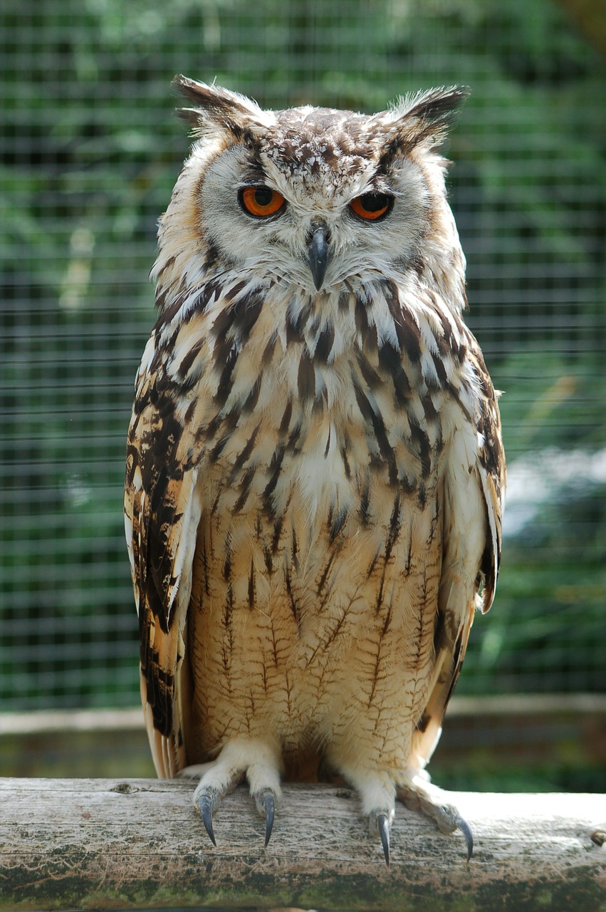 Image - bengalese eagle owl bird of prey