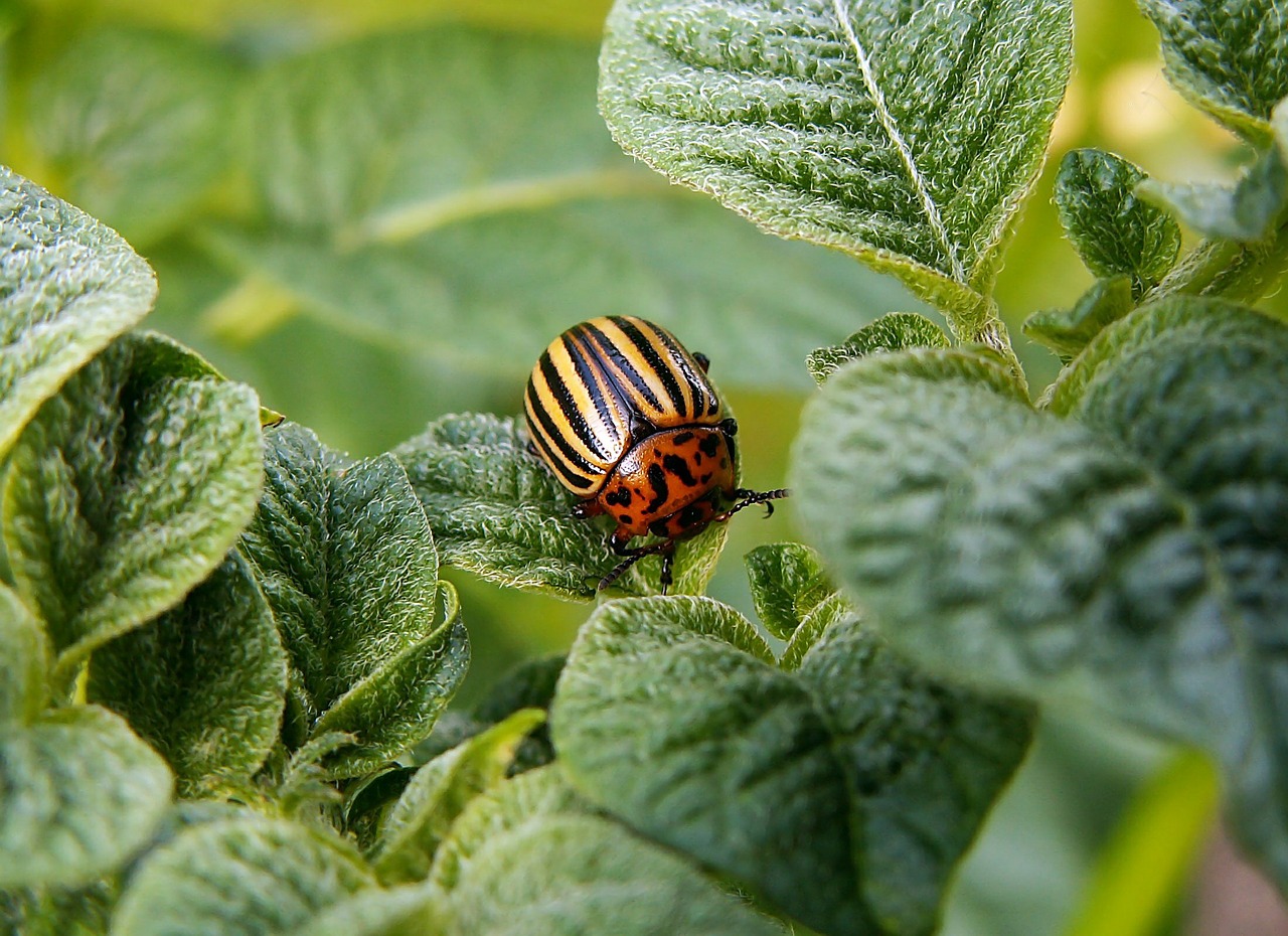 Image - colorado potato beetle pest beetle
