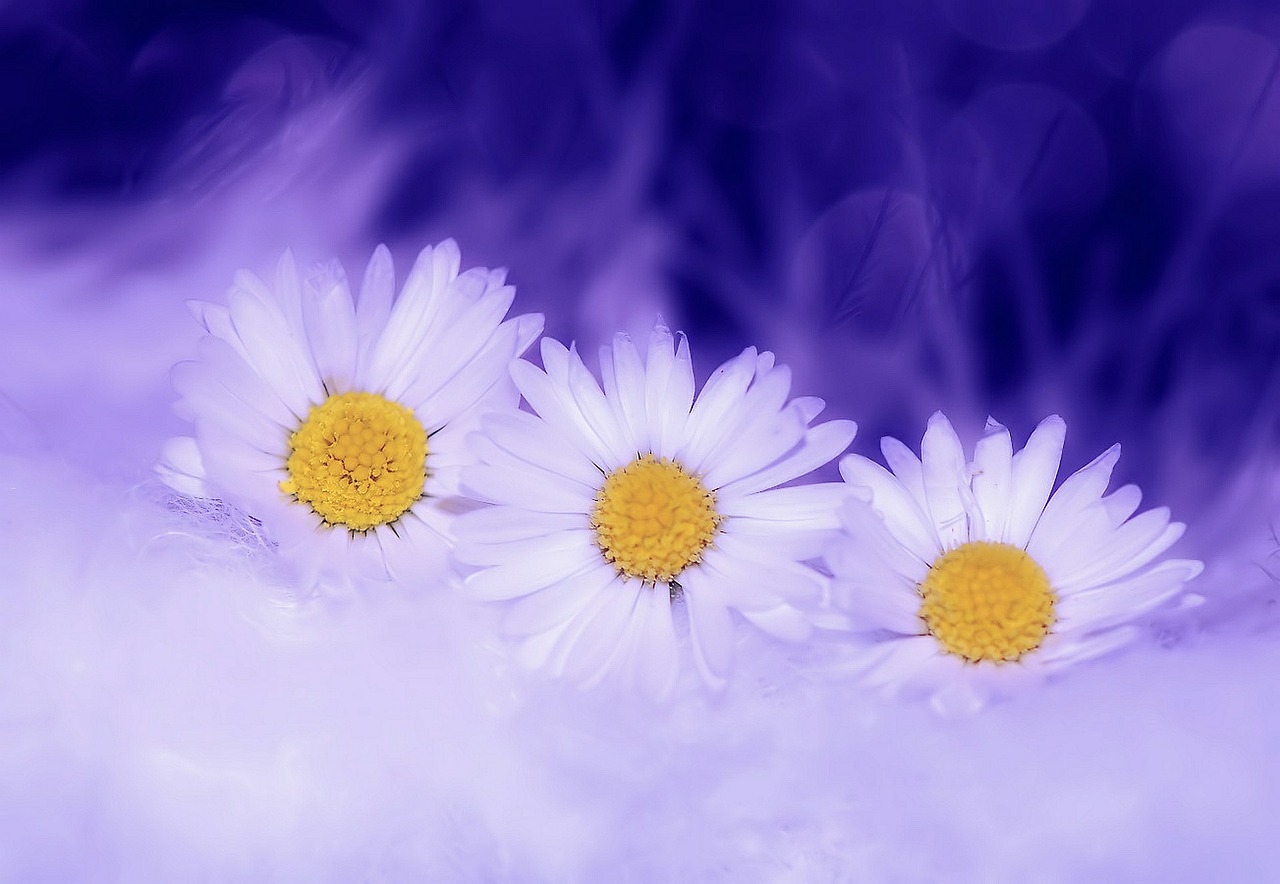 Image - daisy flowers white plant spring