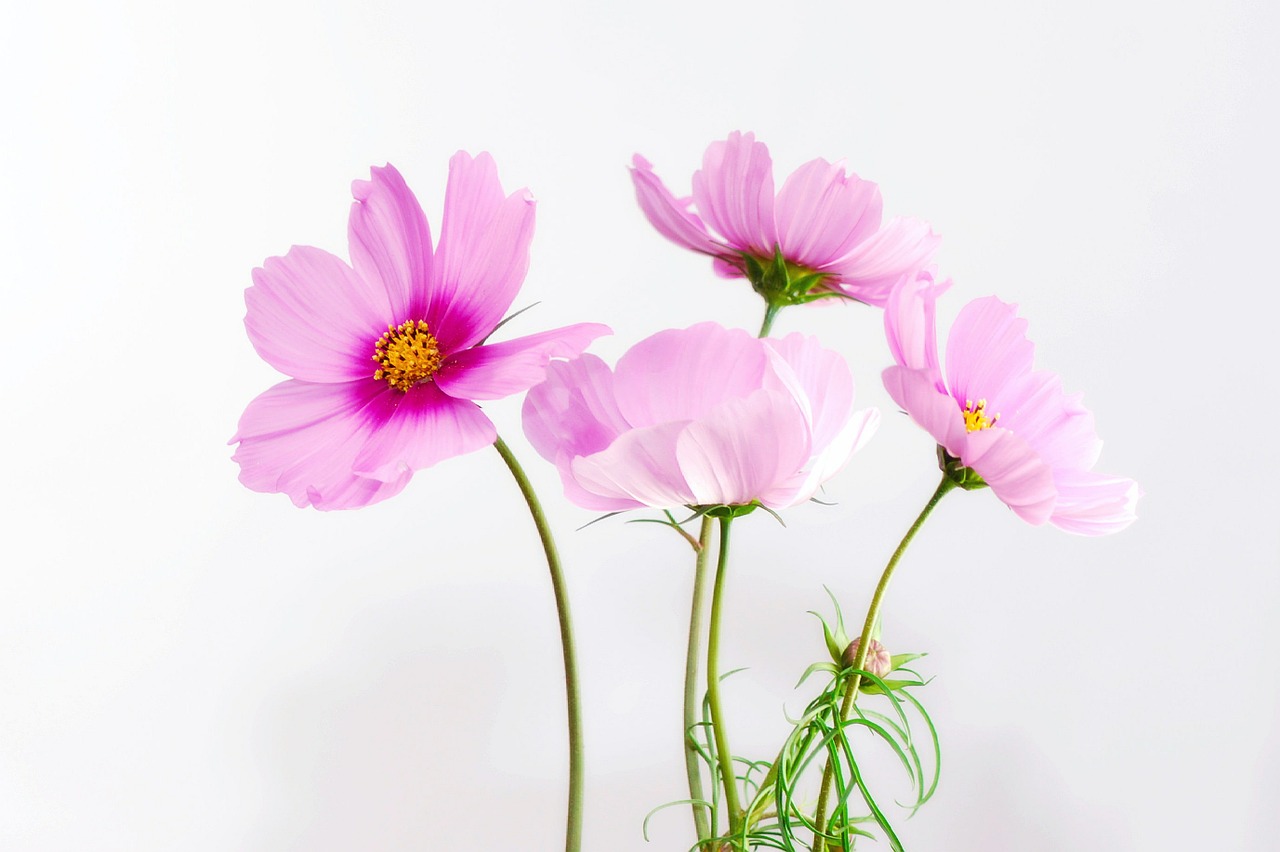 Image - cosmea flower blossom bloom plant