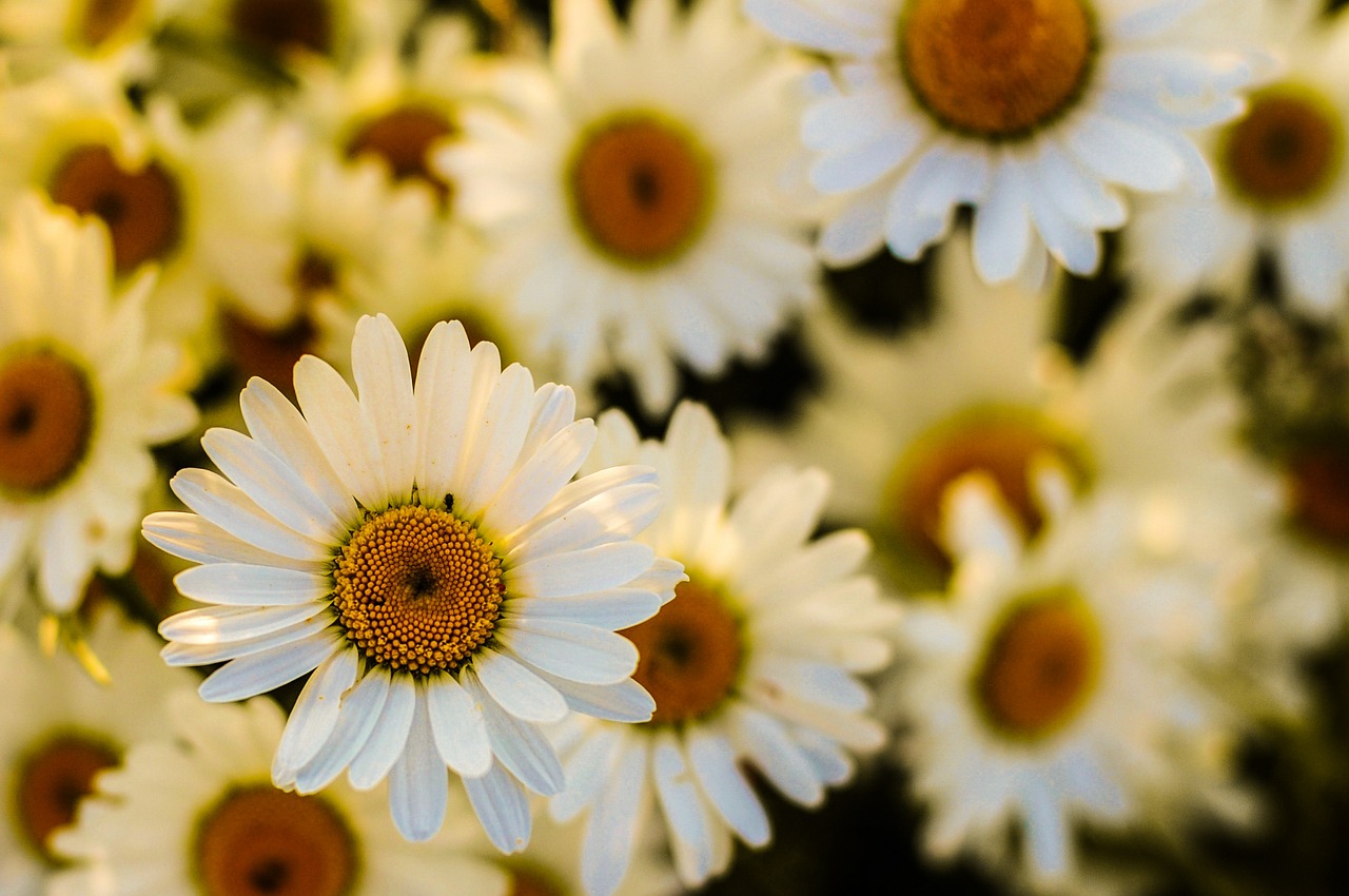 Image - oxeye daisy blossom flora garden