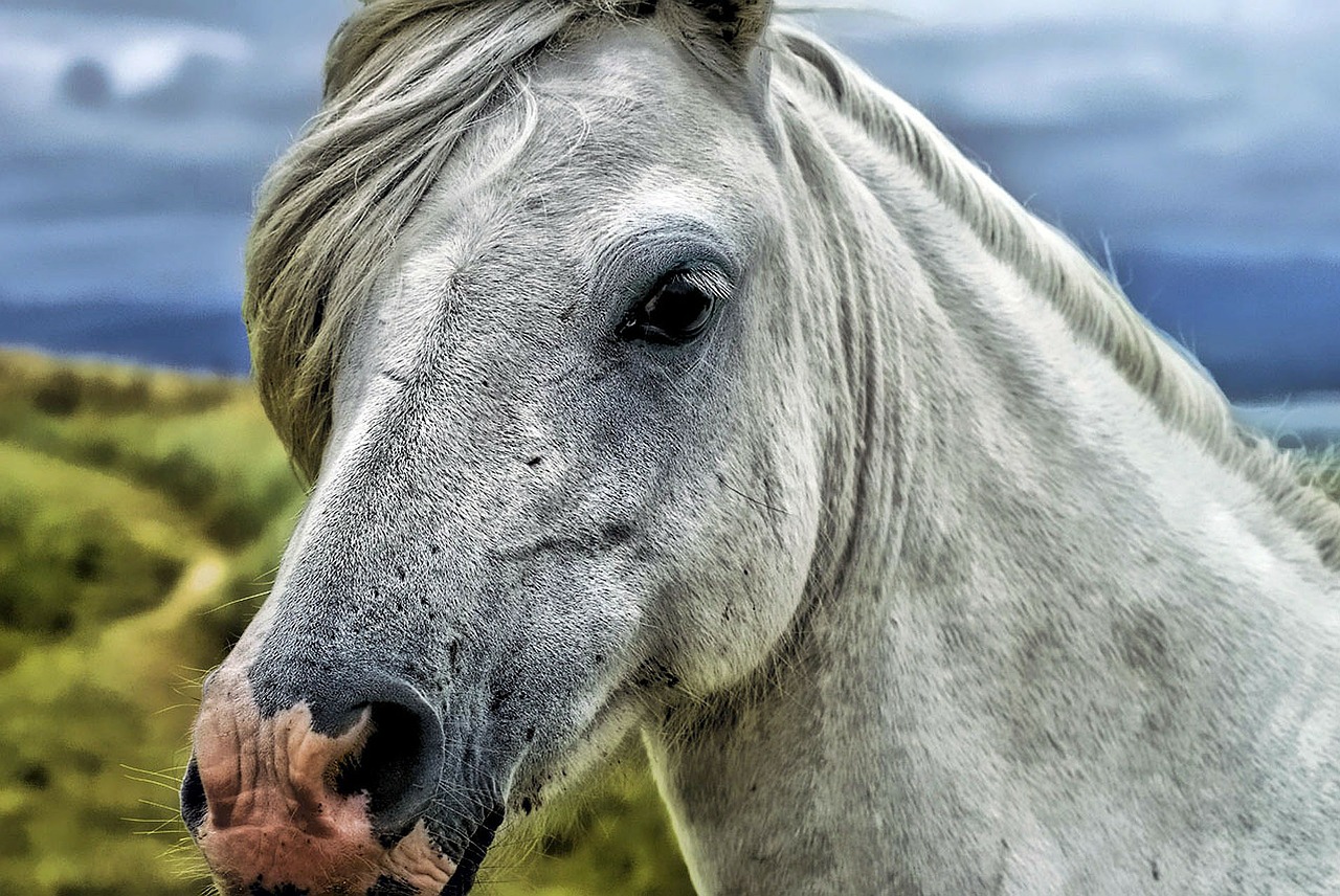 Image - horse head animal portrait