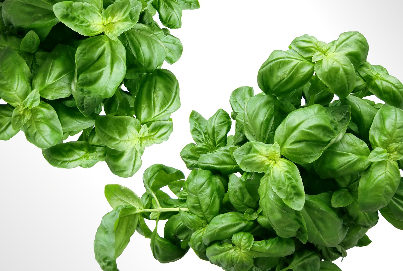 Image - basil herbs green mediterranean