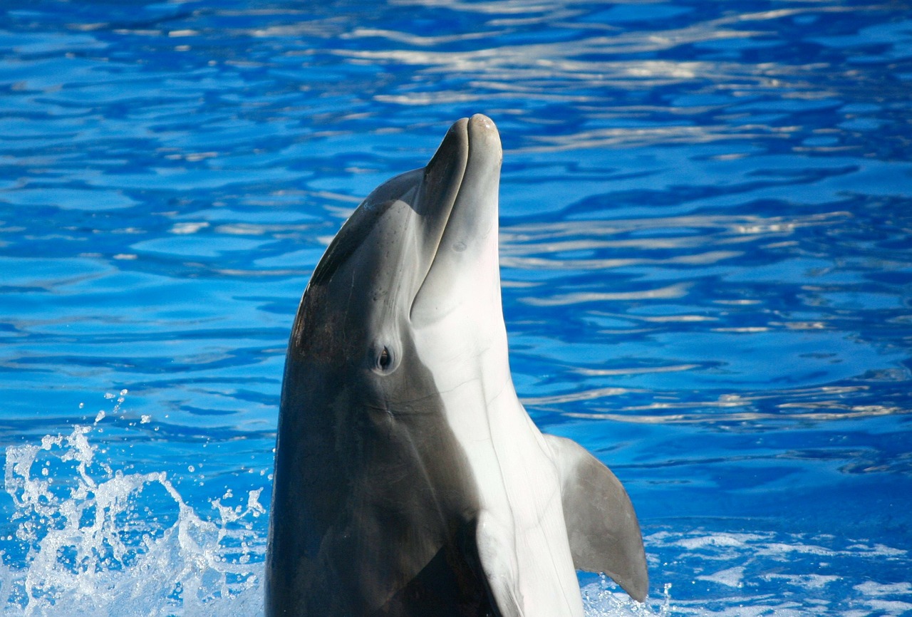 Image - bottlenose dolphin marine mammal