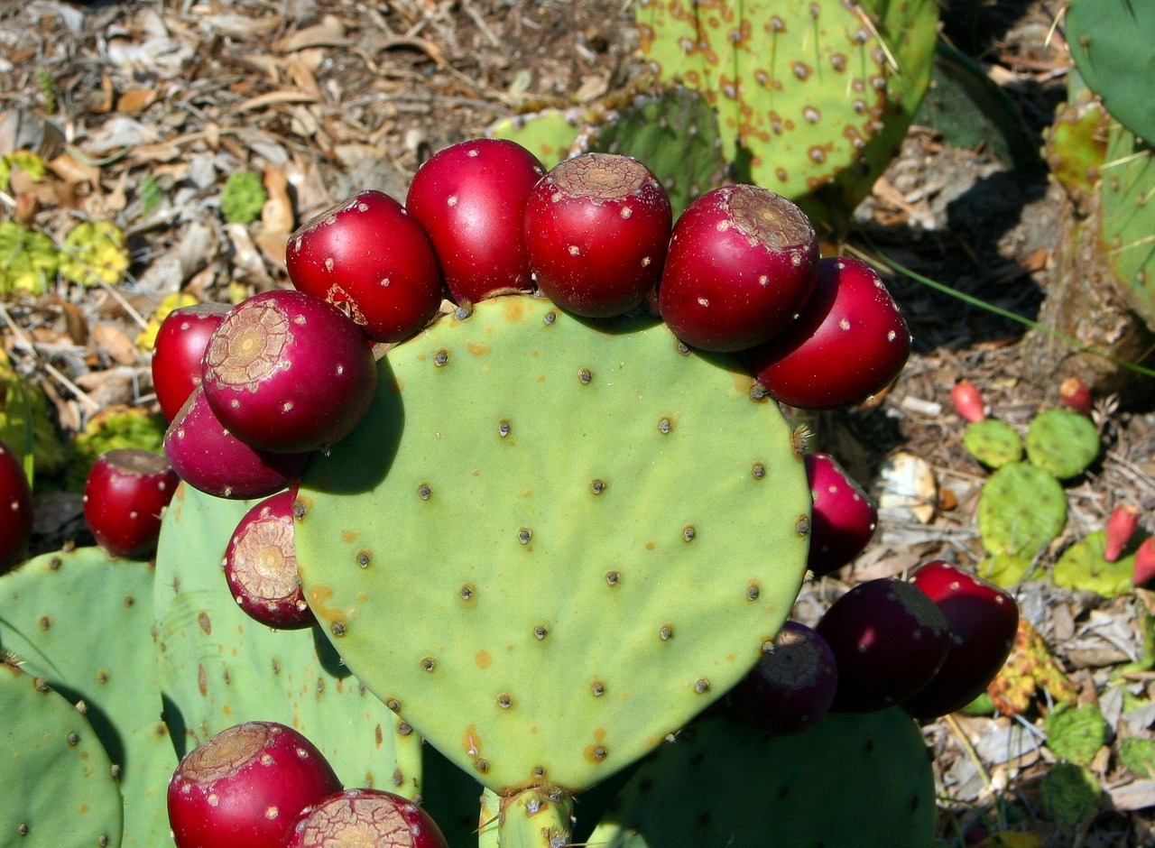 Image - cactus prickly pear thorny edible