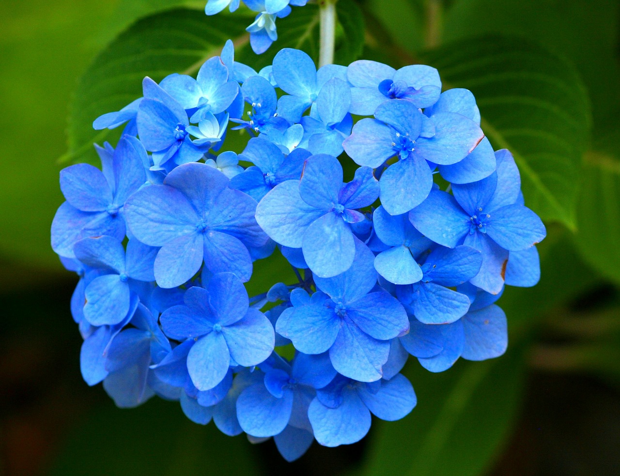 Image - blue hydrangea hortensia flower