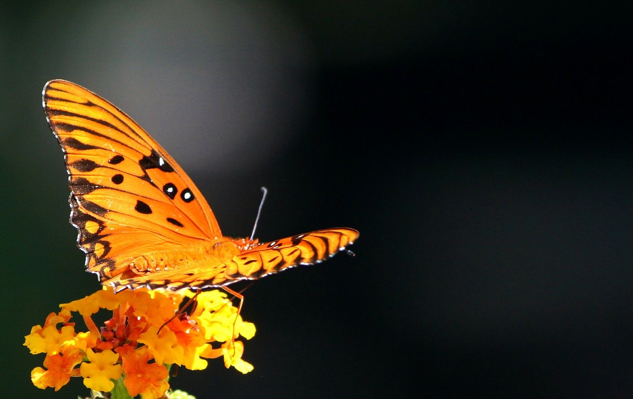 Image - passion butterfly gulf fritillary