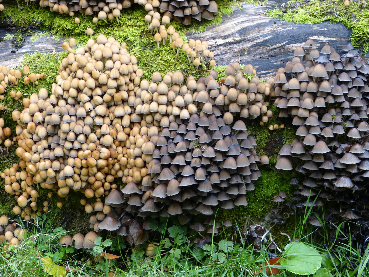 Image - mushrooms plant tree stump colony