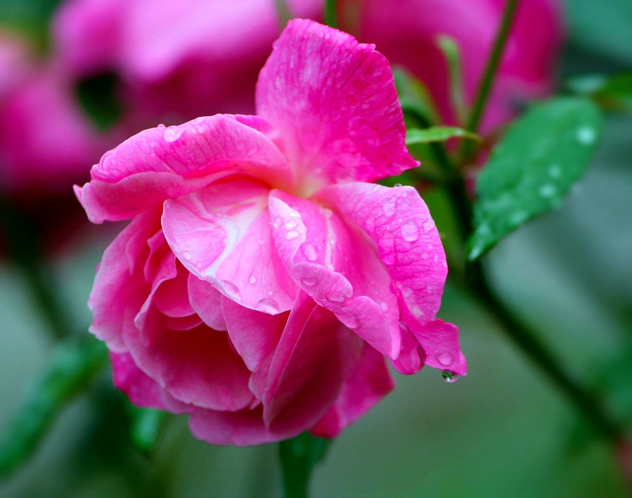 Image - roses pink blooms blooming petals