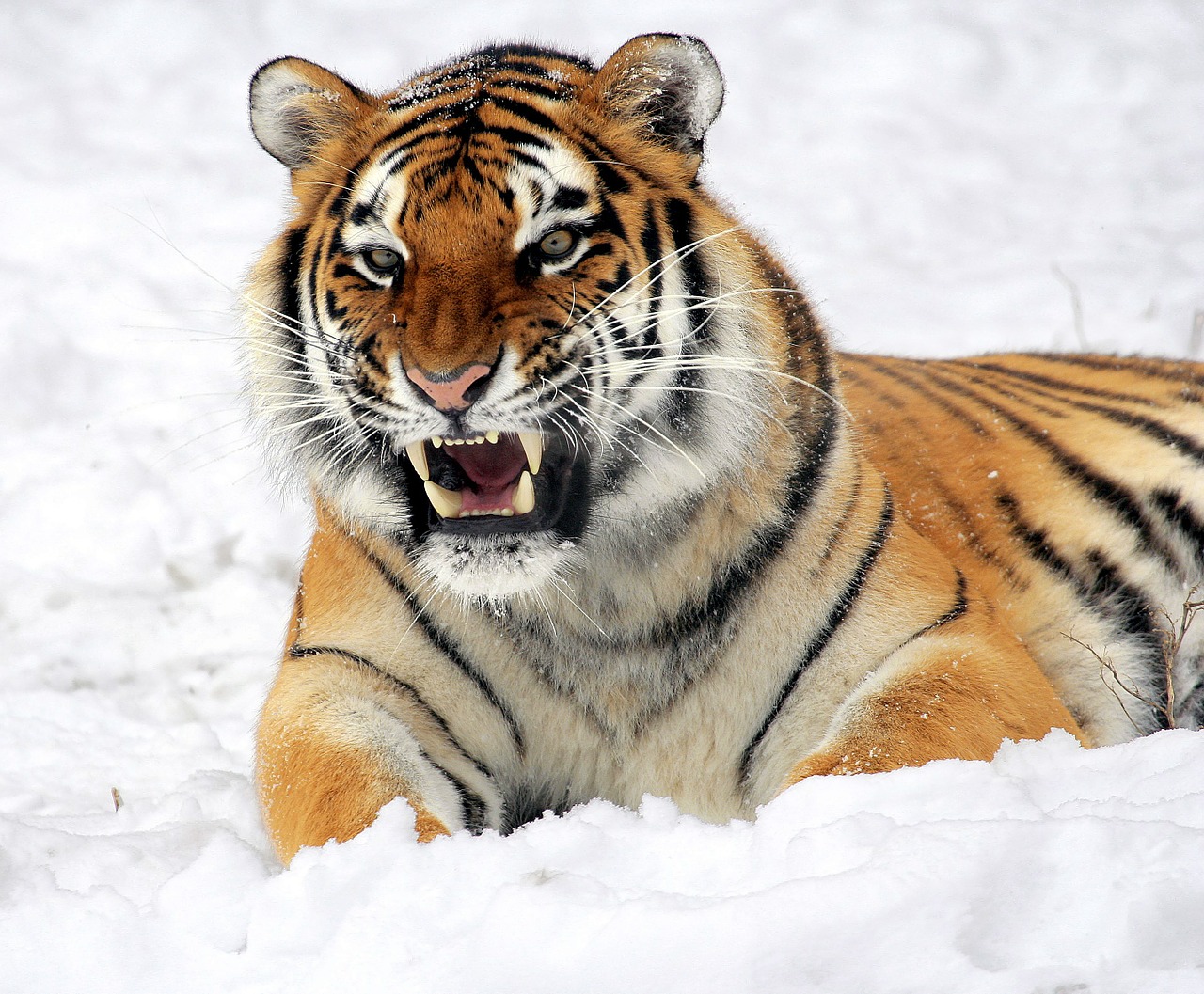 Image - tiger snow growling zoo big cat