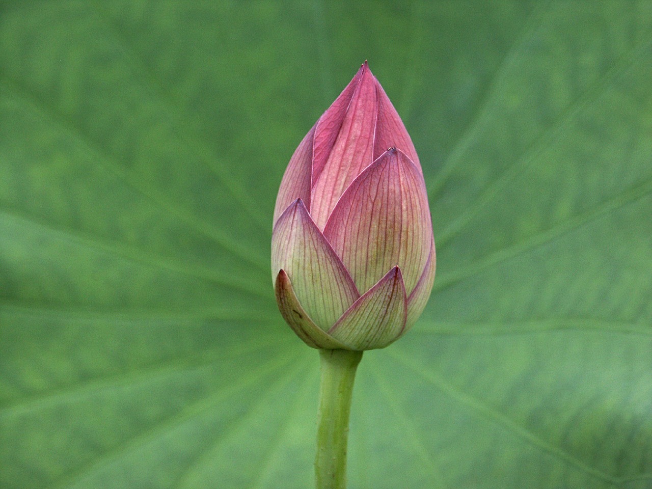 Image - lotus bud plant flower nature