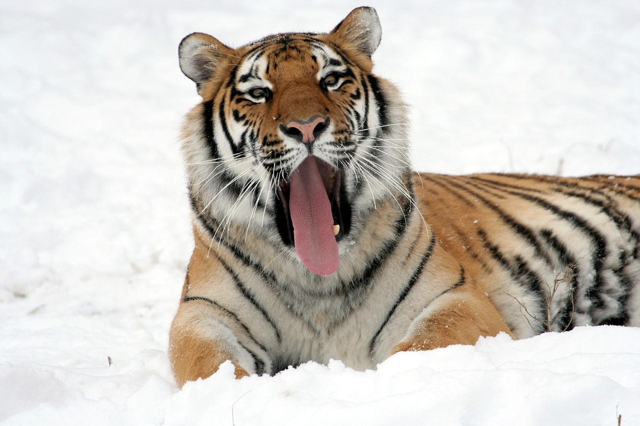 Image - tiger yawning snow adult reclining