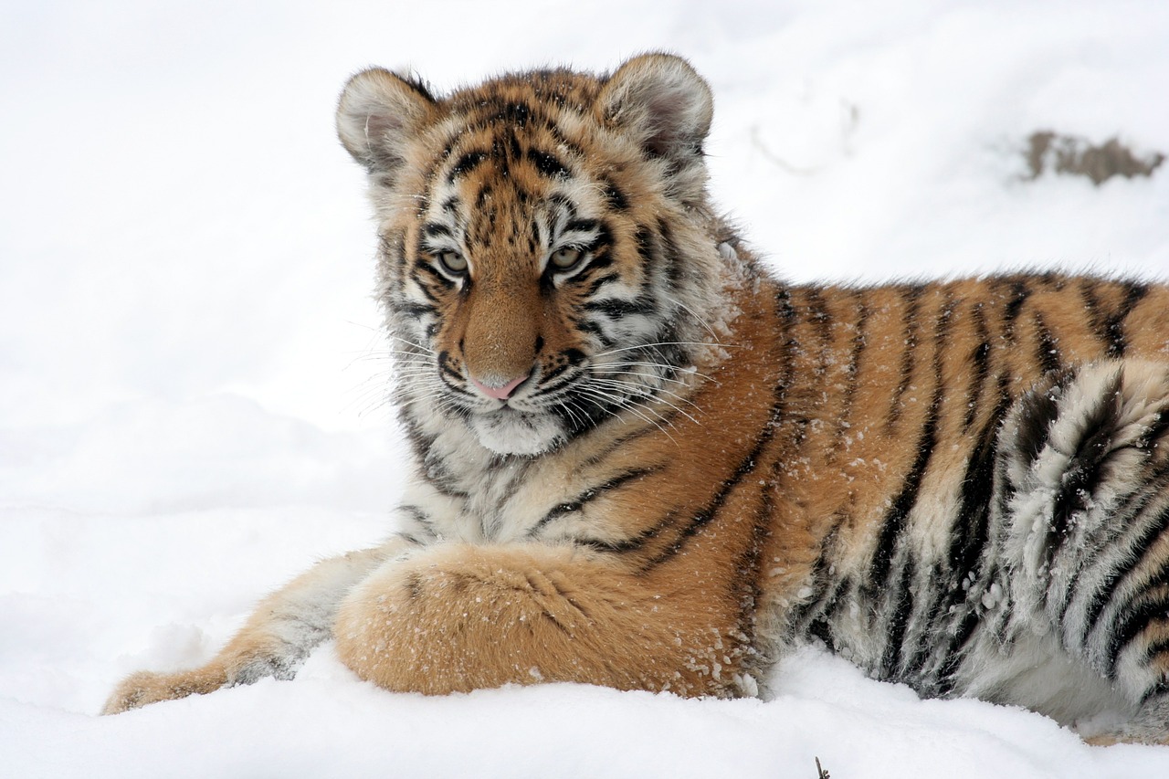 Image - tiger cub tiger reclining snow