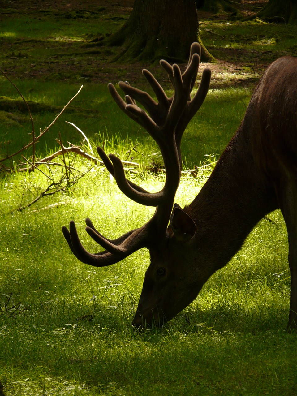 Image - hirsch red deer animal antler