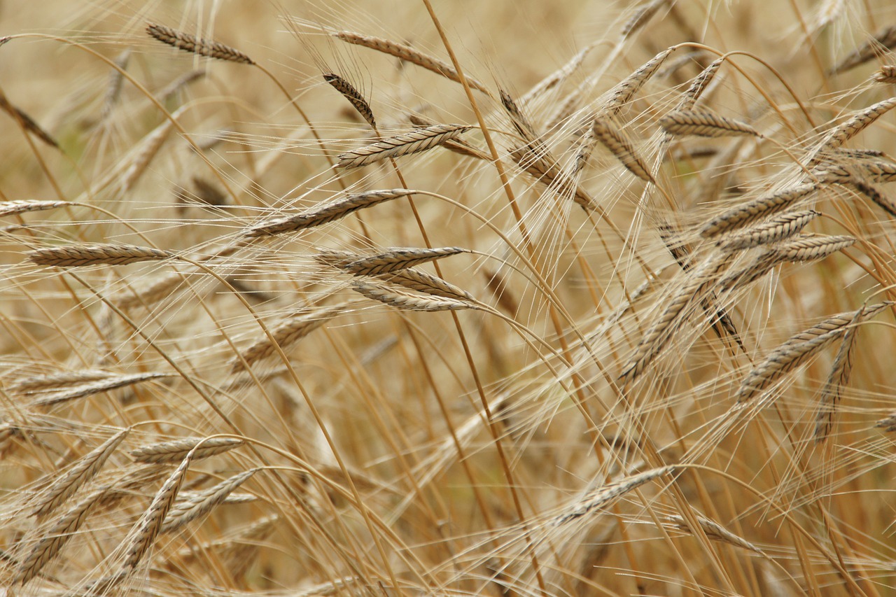 Image - einkorn grain field einkorn wheat