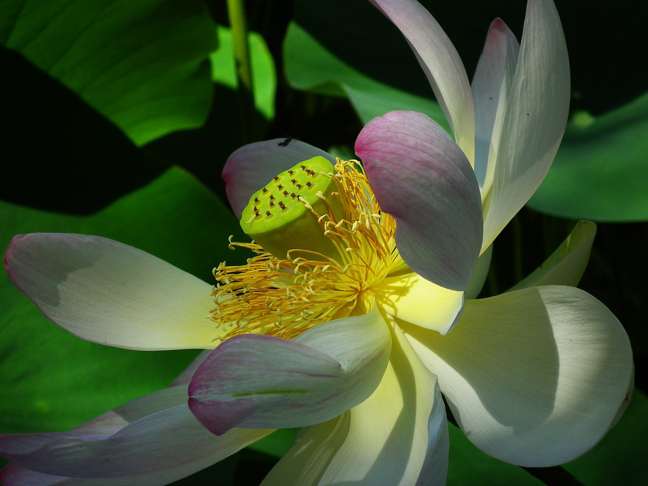 Image - lotus flower pink nature