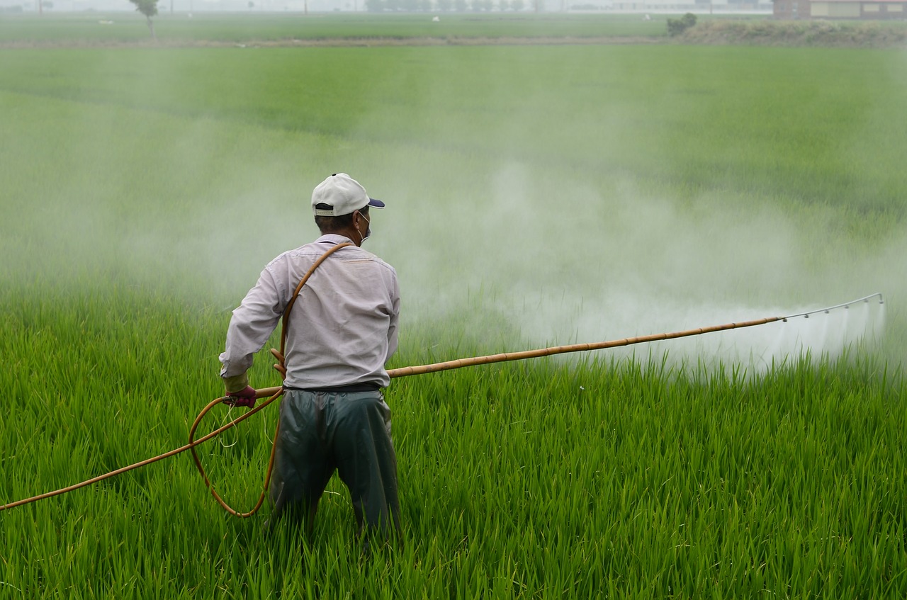 Image - herbicide avignon in rice field