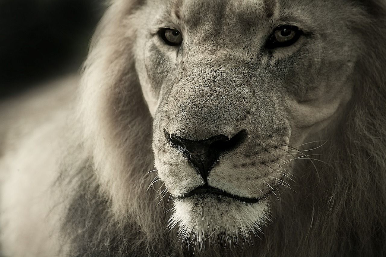 Image - lion animal portrait africa safari