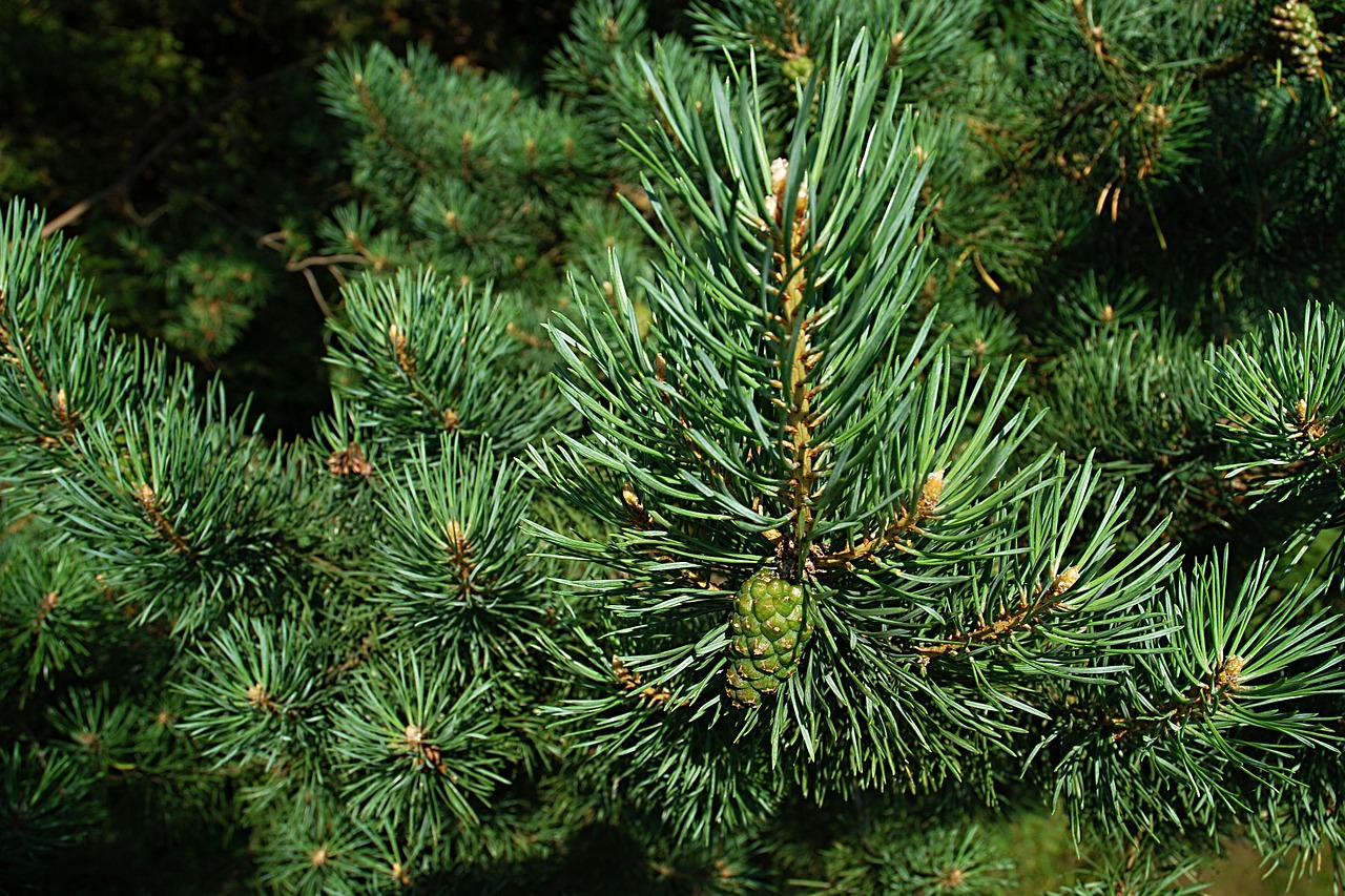 Image - pine needles macro cone unripe