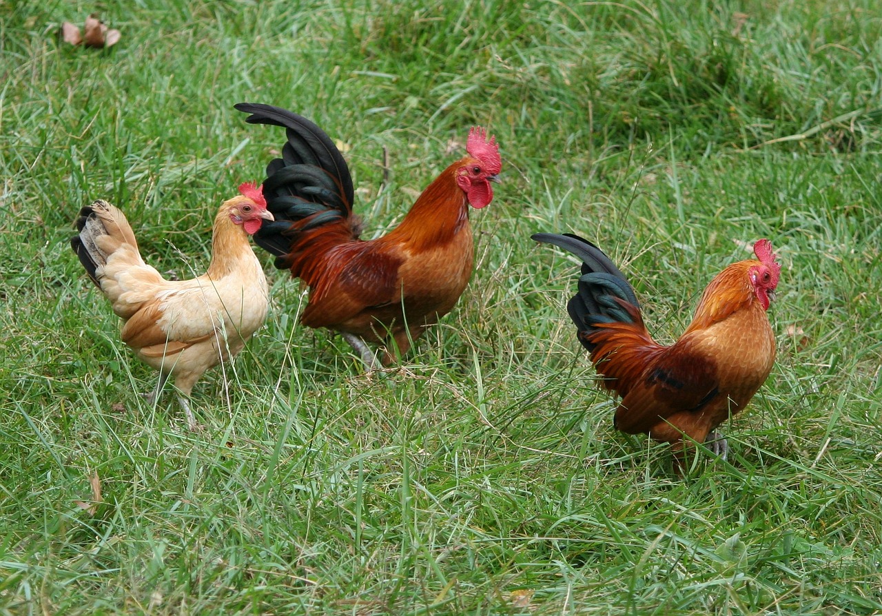 Image - rooster chickens hens flock