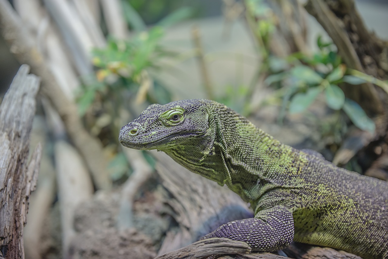 Image - gecko lizard animal animal world