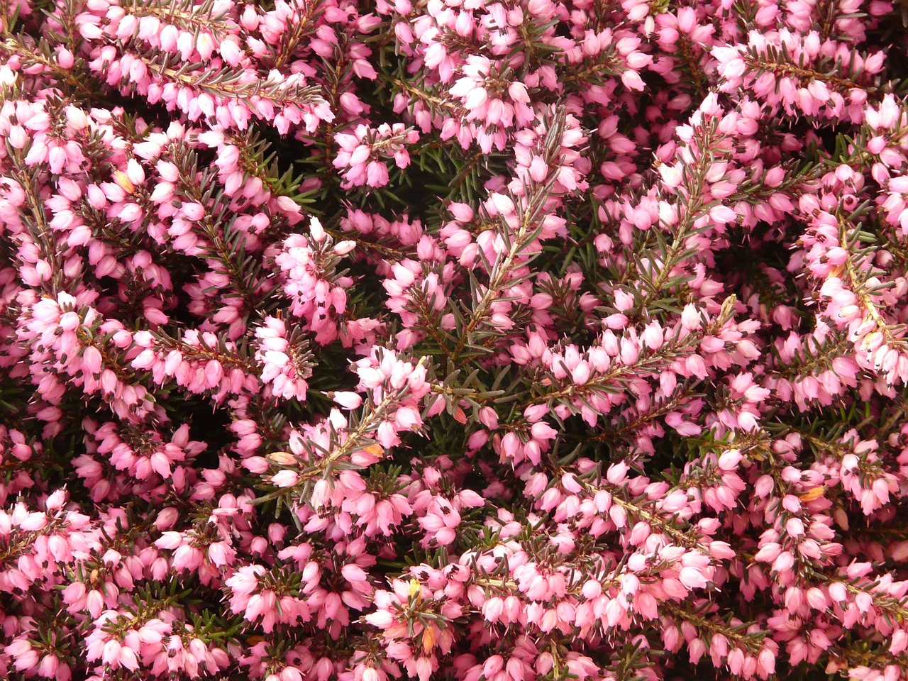 Image - heather erika flower bloom plant