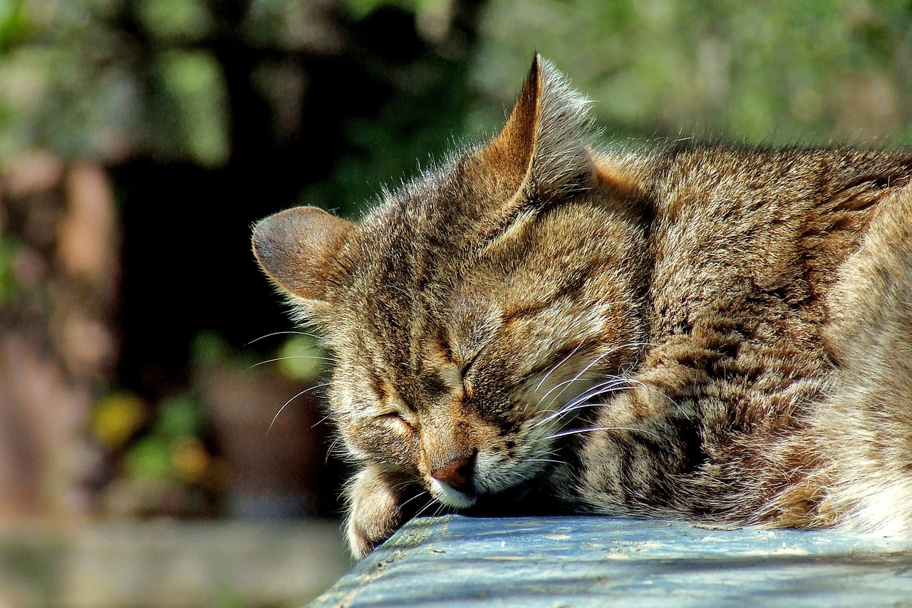 Image - cat sleeping garden domestic brown