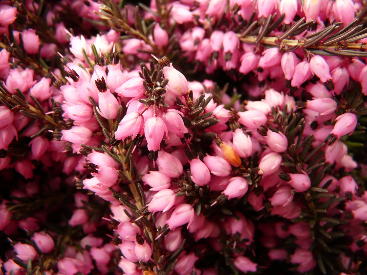 Image - heather erika flower bloom plant