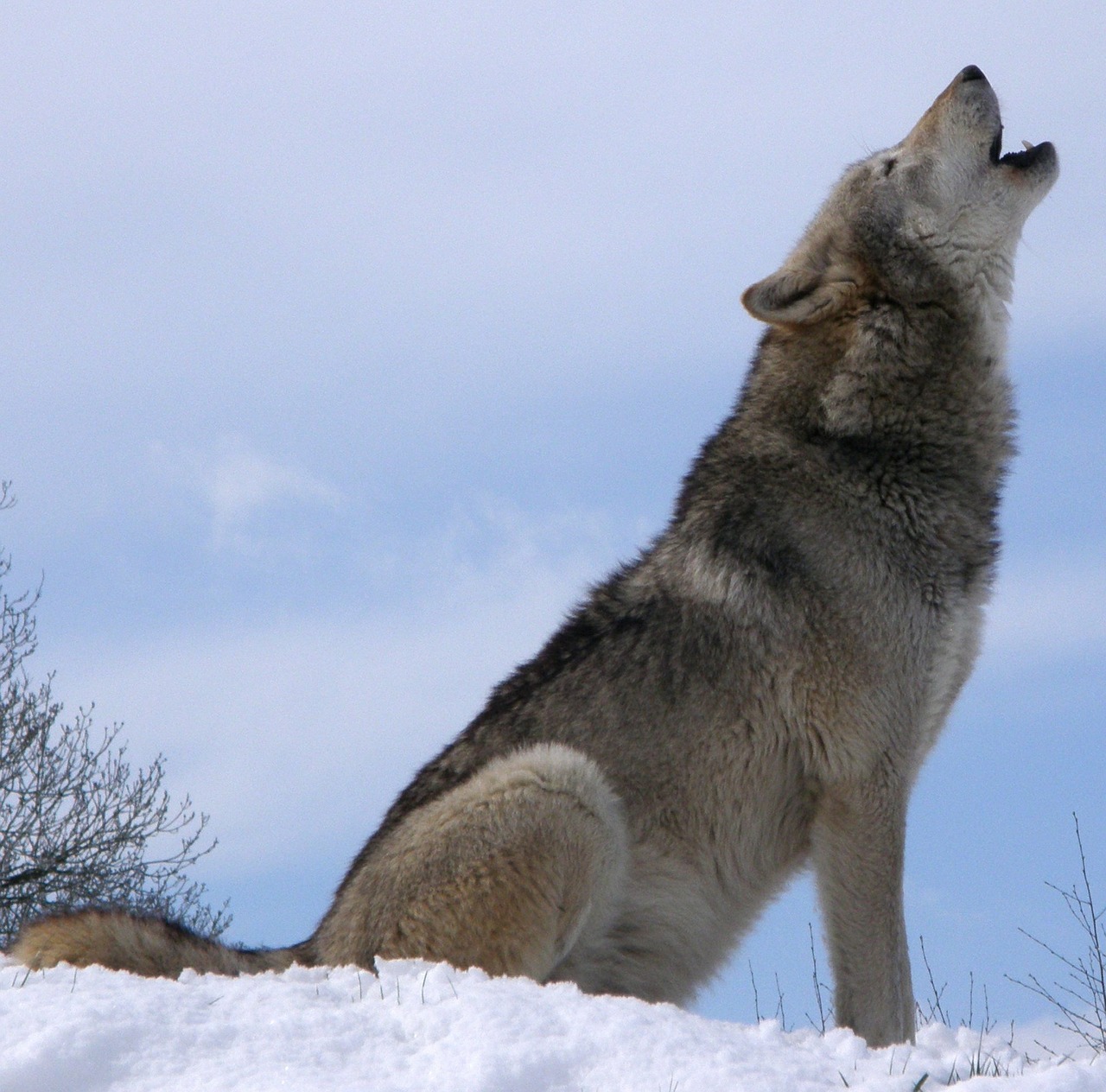 Image - wolf howling howl wild canine