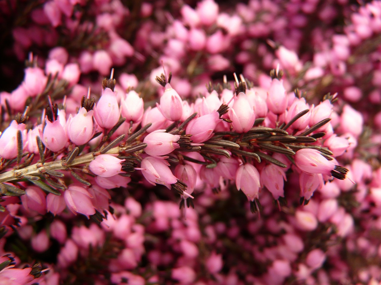 Image - heather erika flower bloom plant