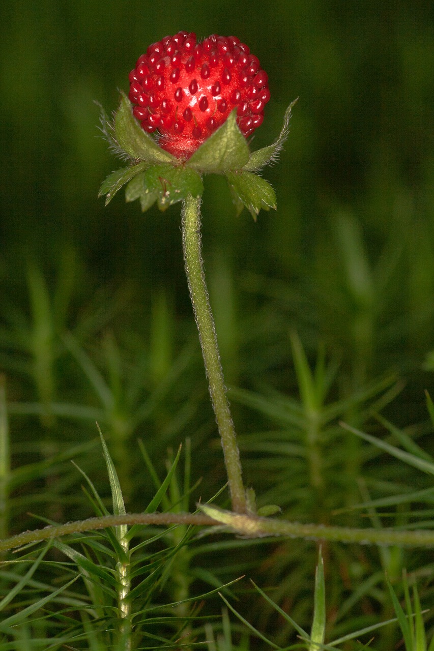 Image - wood strawberry strawberry berry