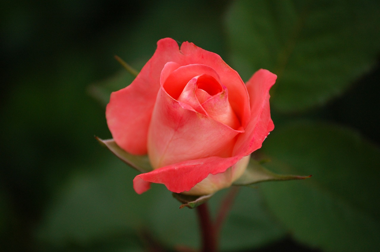 Image - rose red tea rose regatta hybrid