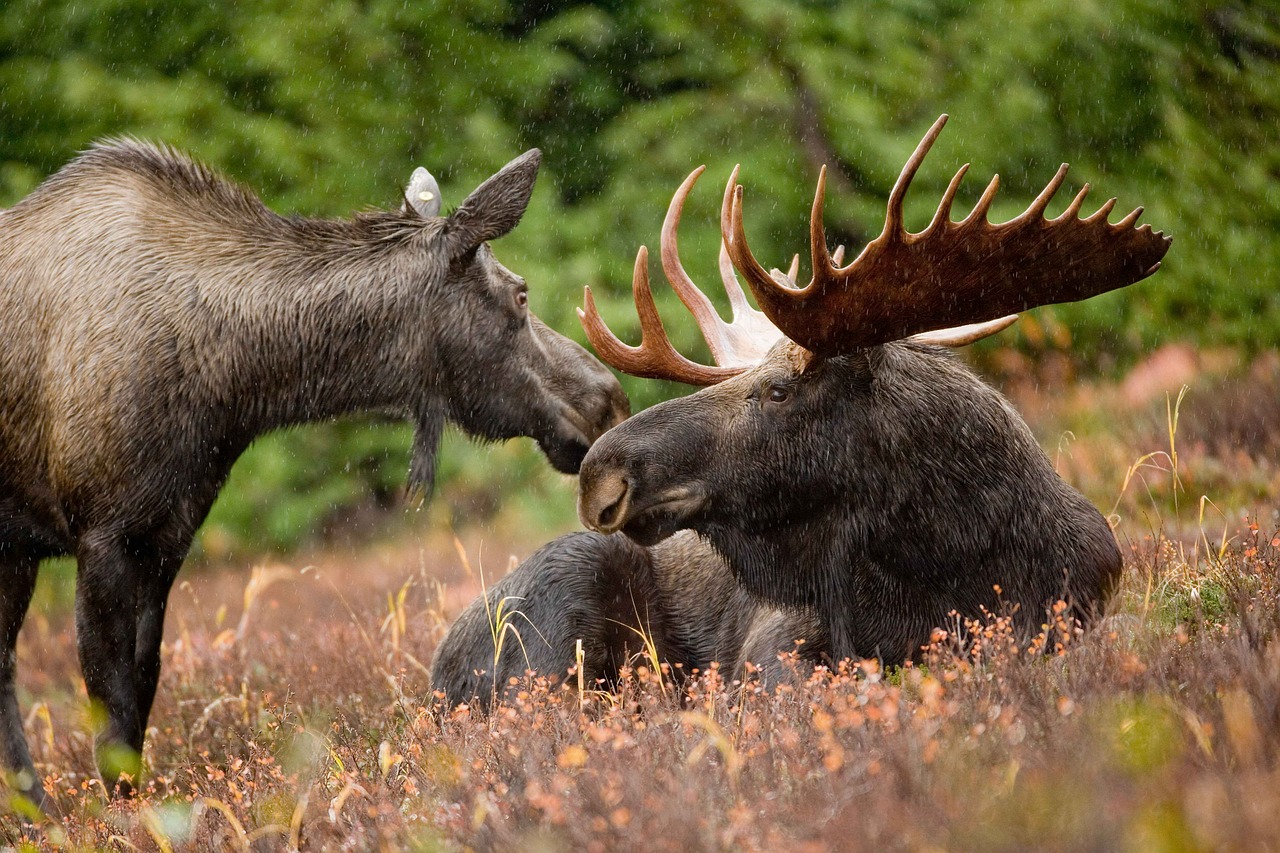 Image - moose bull cow female antlers