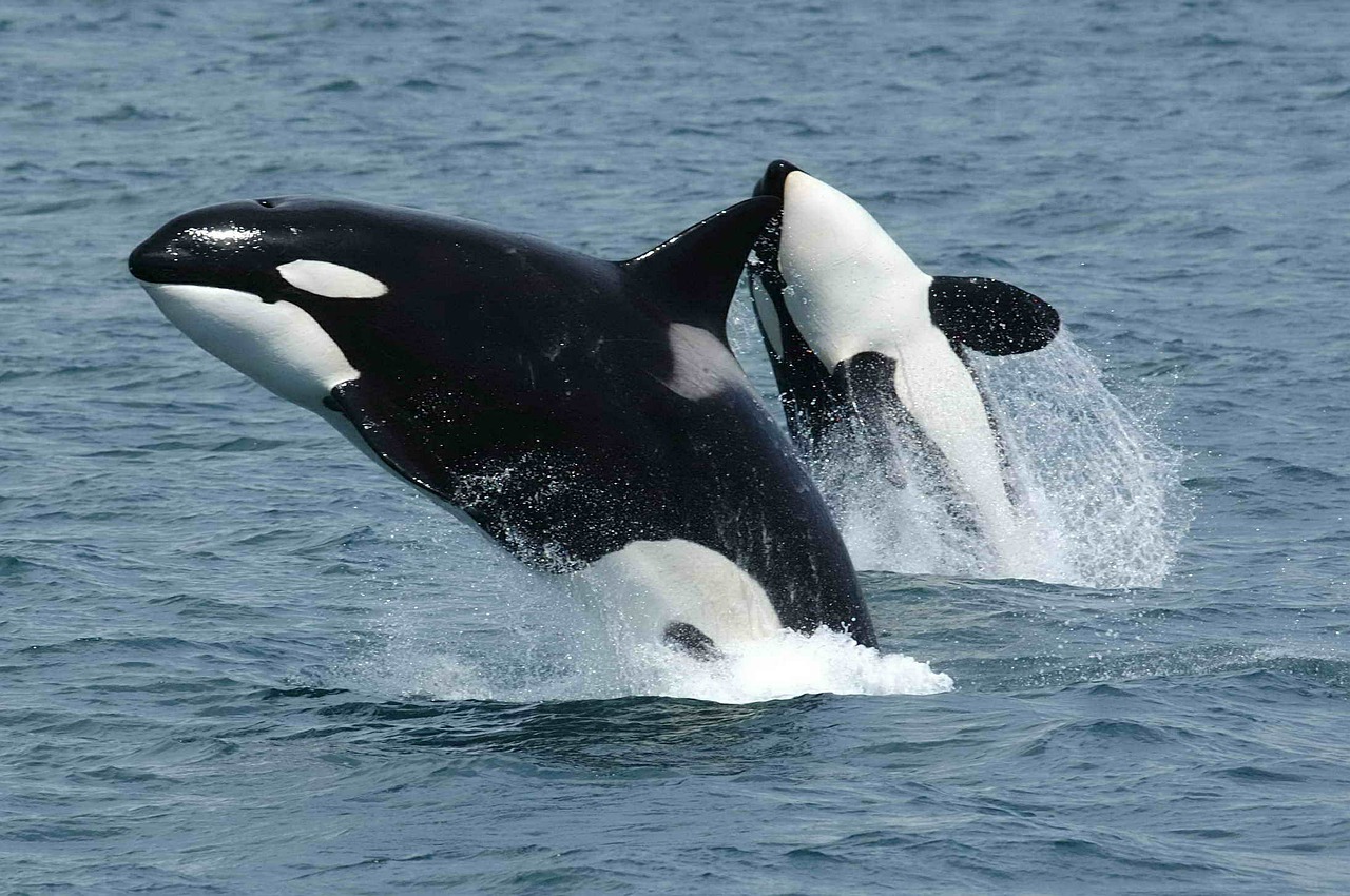 Image - killer whales orcas breaching