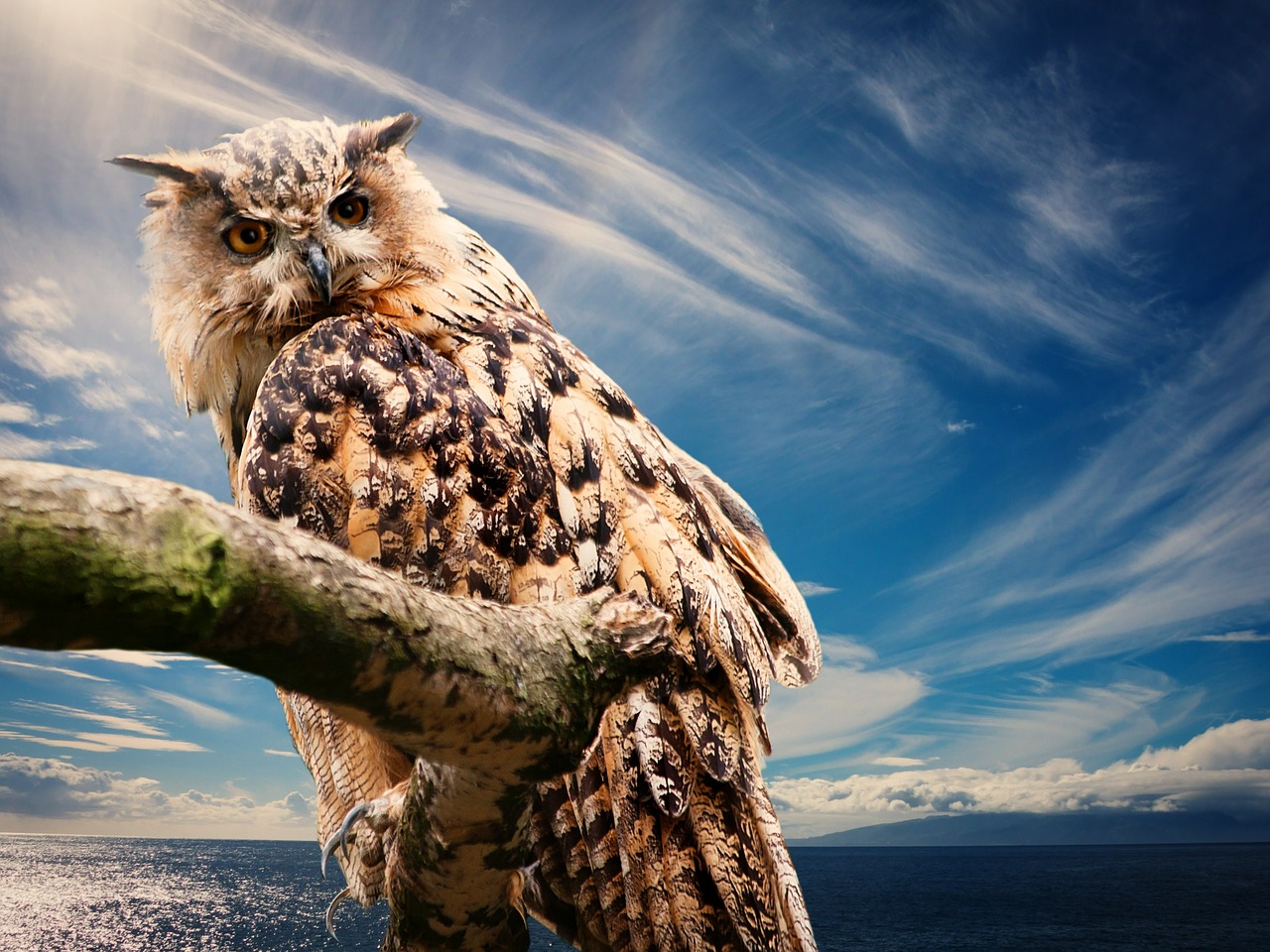 Image - owl nature sky clouds outlook